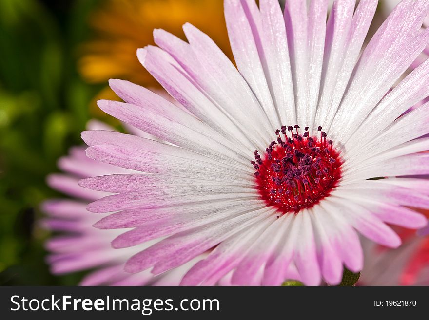 Close-up of a beautiful pink daisy flower