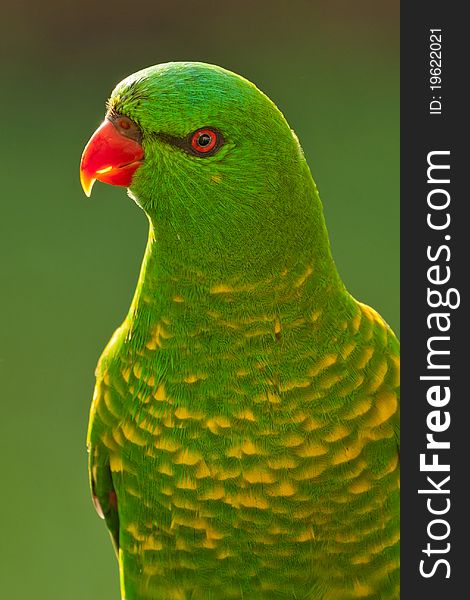 The predominantly green parrot is usually seen in flocks, often in the company of Rainbow Lorikeets. The predominantly green parrot is usually seen in flocks, often in the company of Rainbow Lorikeets.