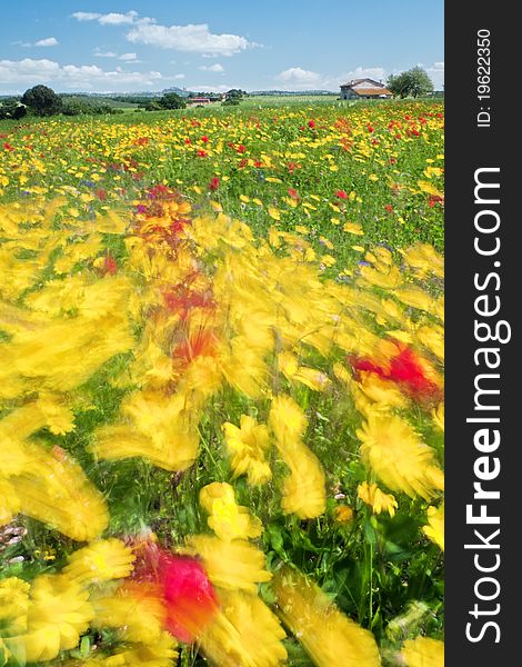 Red and yellow flowers shaked by the wind, country landscape. Red and yellow flowers shaked by the wind, country landscape