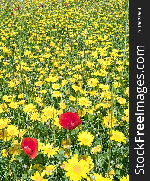 Red and yellow flowers in a field, country landscape