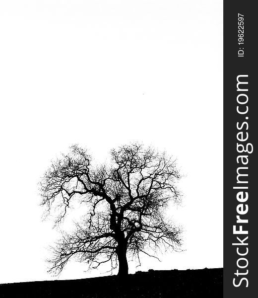 Tree silhoutte against a white background. Tree silhoutte against a white background