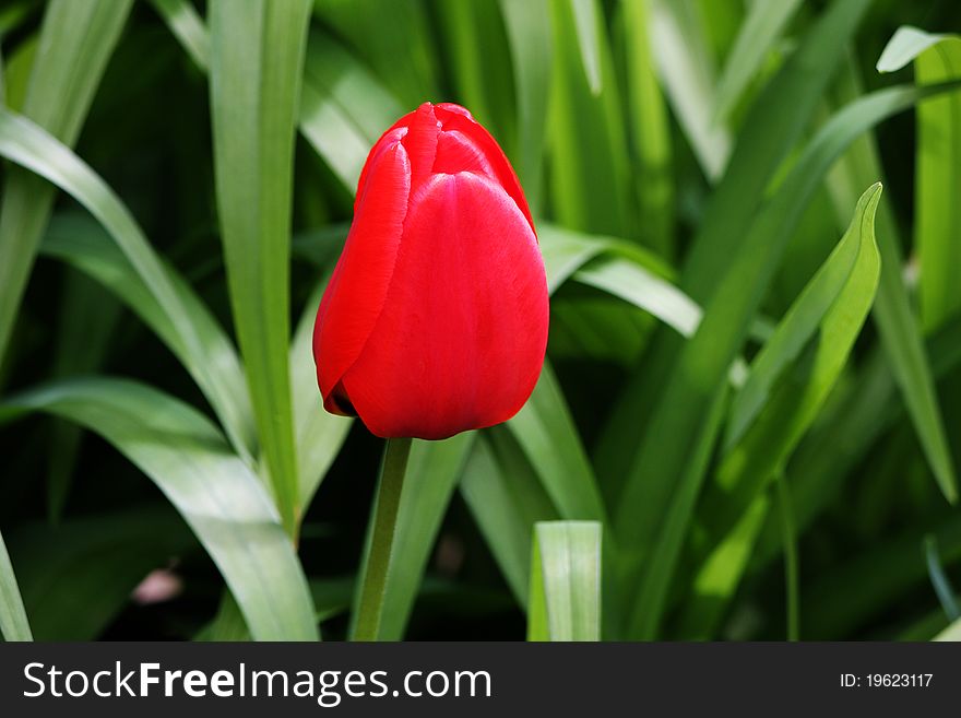 Red Tulip.
