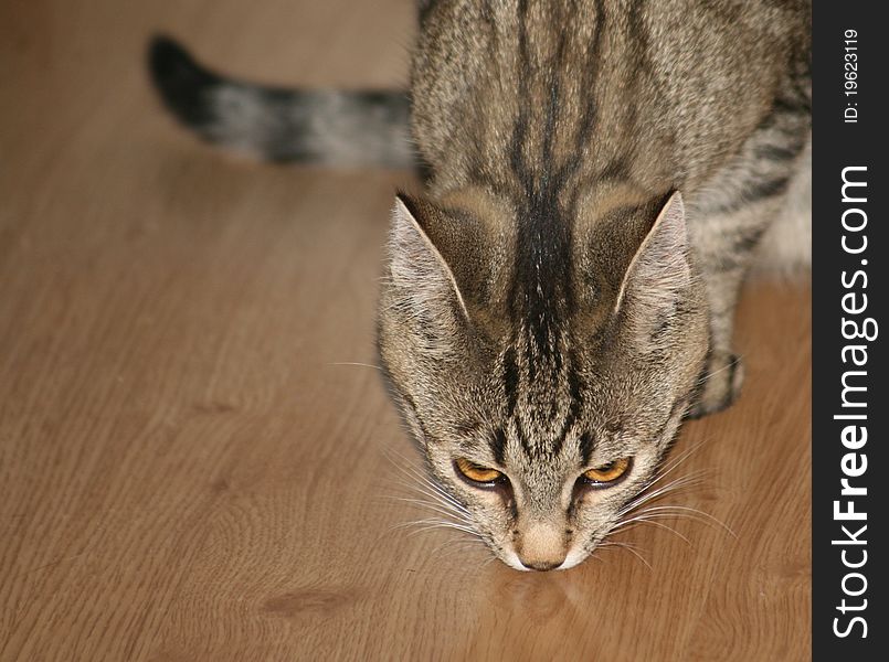 Domestic cat with stripes snuffing the parquet. Domestic cat with stripes snuffing the parquet