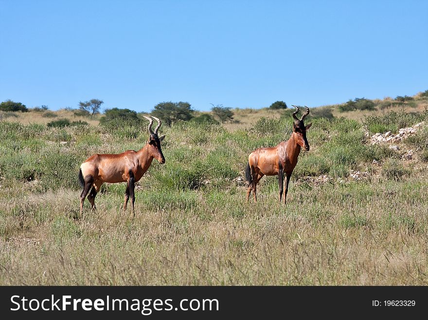Two red hartebeest in the Kgalagadi Transfrontier Park in South Africa