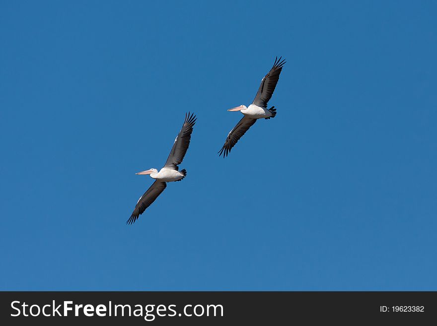 Two Australian Pelican flying in formation.