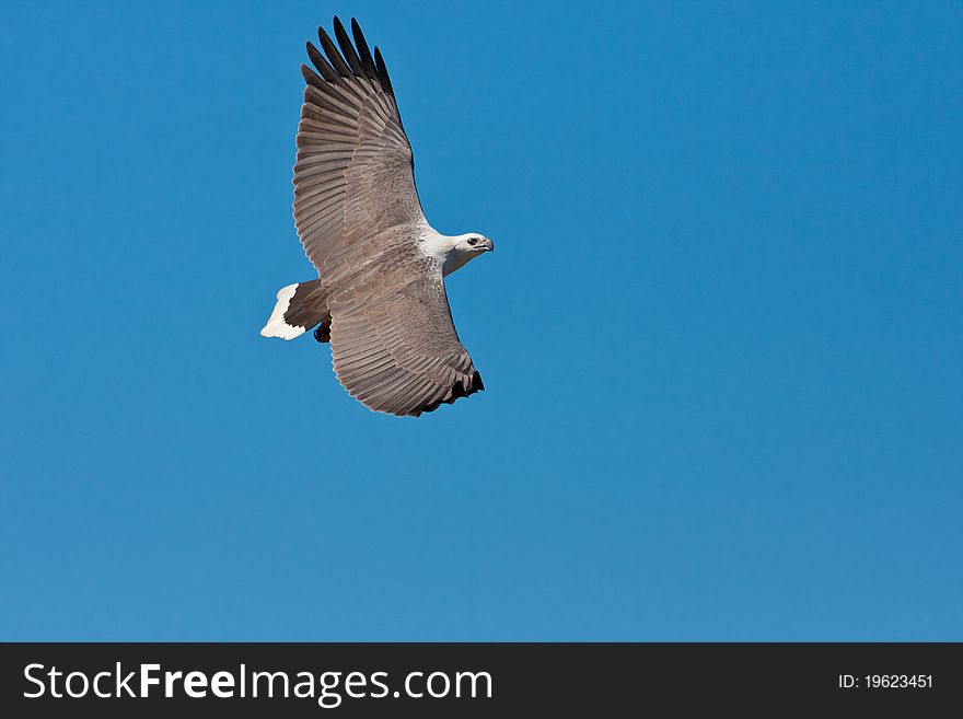 A White-bellied Sea-eagle soars overhead in search of prey in the form of fish, small rodents or even dead lambs.