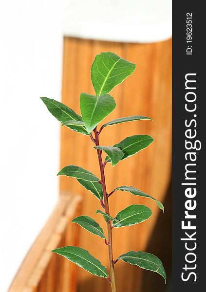 Young laurel bay tree on natural background