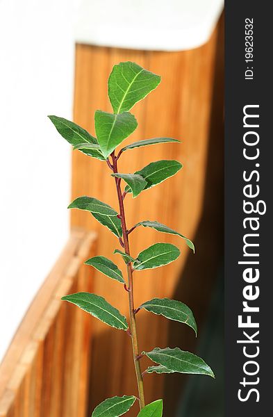 Young laurel bay tree on natural background