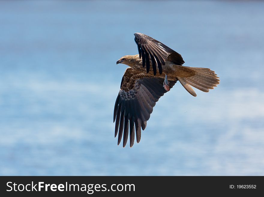 A Whistling Kite clutching a piece of carrion in its claws.