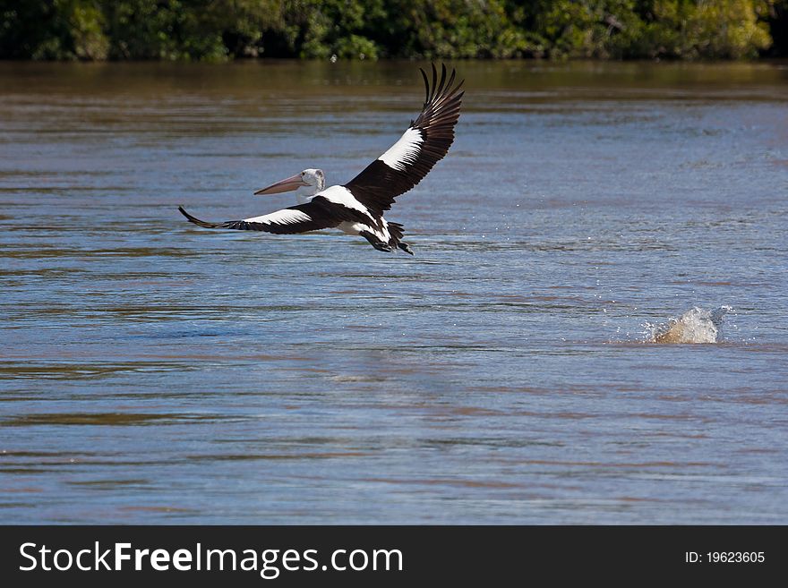 An Australian Pelican glides in low to land on the Tweed River.
