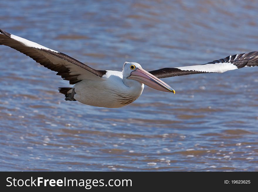 An Australian Pelican glides in low to land on the Tweed River.