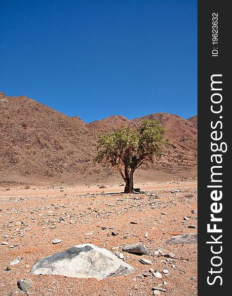 Single Sheperd's Tree in the dry desert of the Ai-Ais Richtersveld Transfrontier Park in South Africa. Single Sheperd's Tree in the dry desert of the Ai-Ais Richtersveld Transfrontier Park in South Africa