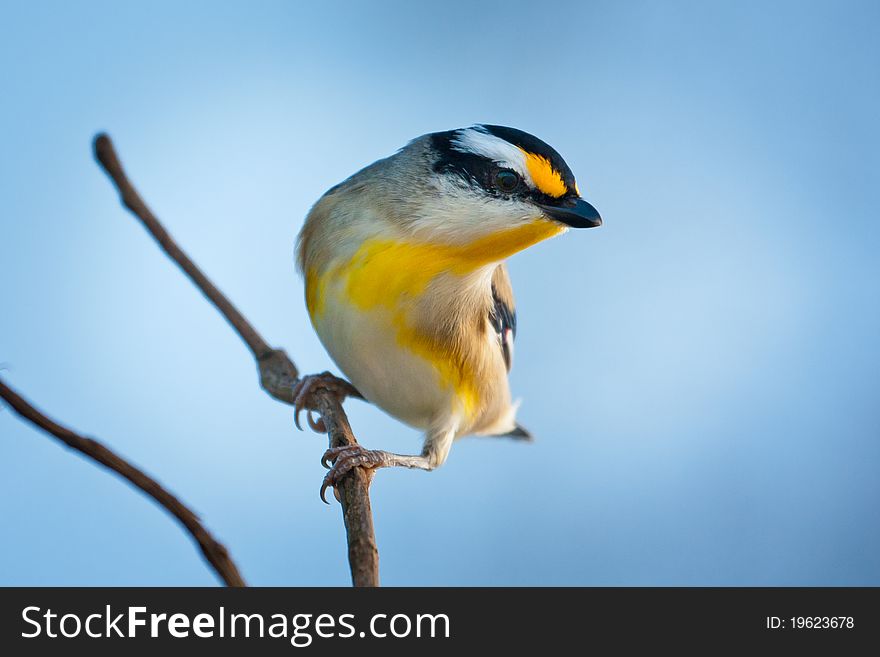 A Striated Pardalote watches anxiously above its nesting hole for intruders.