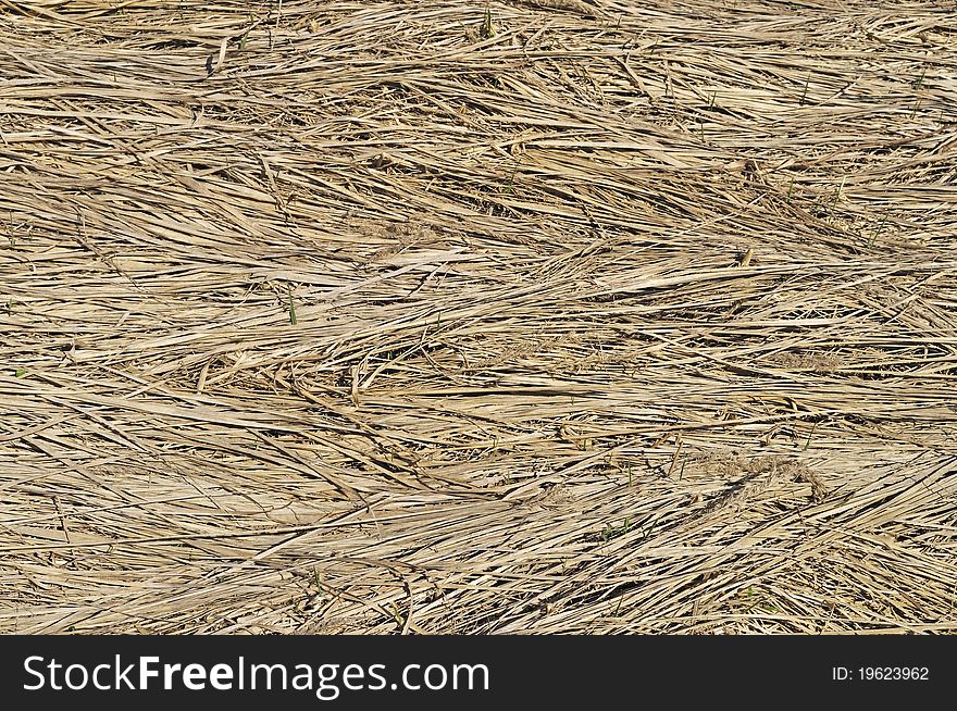 Dry Grass Background