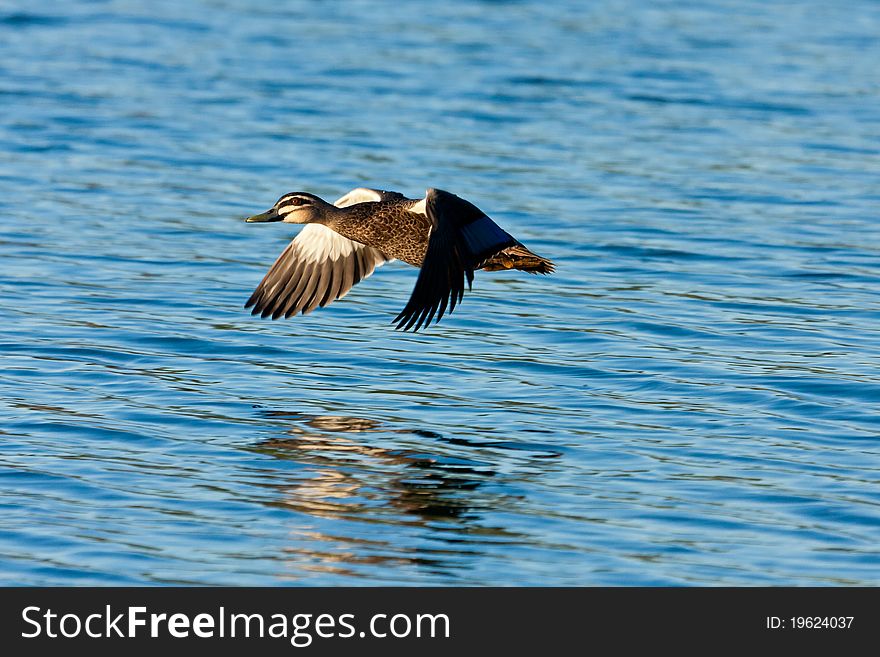 A Pacific black Duck speeds by low level flight.