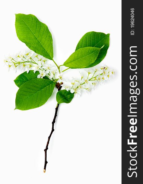 An image of a twig of a bird-cherry tree. An image of a twig of a bird-cherry tree