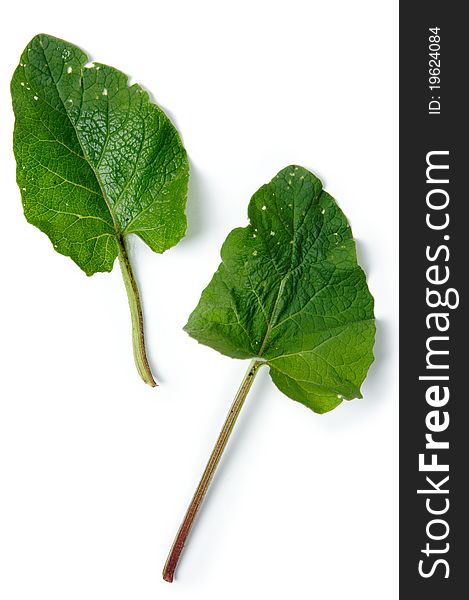 An image of two green leaves of burdock