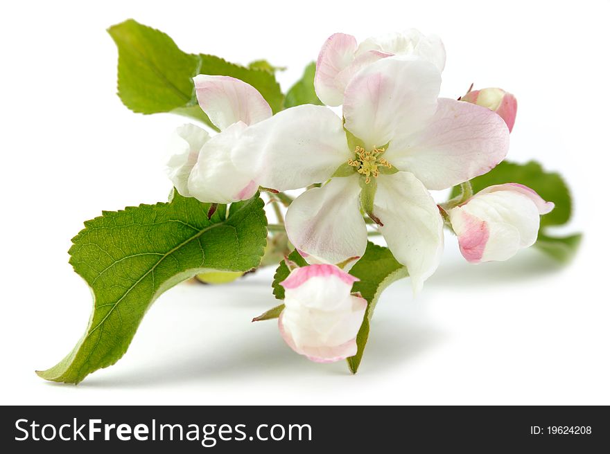 An image of a little branch of apple-tree flowers