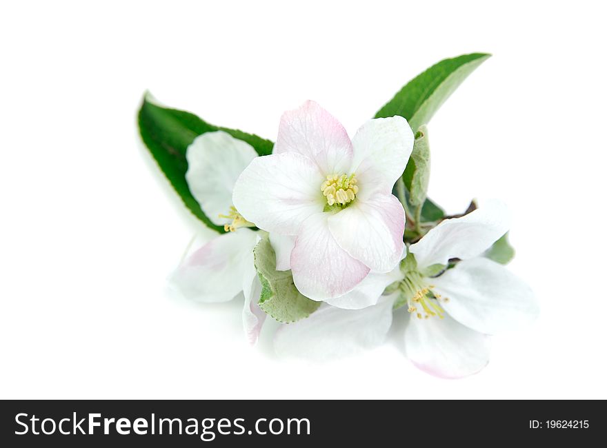 An image of a little branch of apple-tree flowers