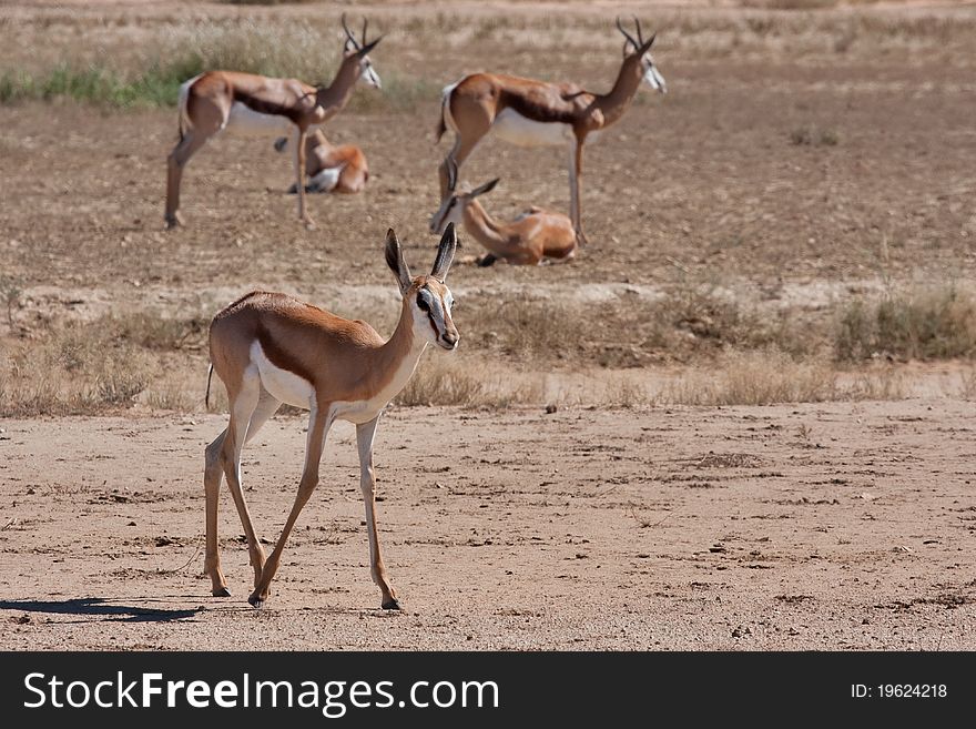 Springbok gazelle in the kalahari desert in the Kgalagadi Transfrontier Park in South Africa. Springbok gazelle in the kalahari desert in the Kgalagadi Transfrontier Park in South Africa