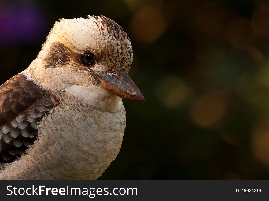 Laughing Kookaburra Portrait