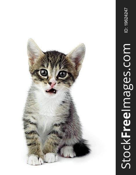 An image of a little kitten on white background