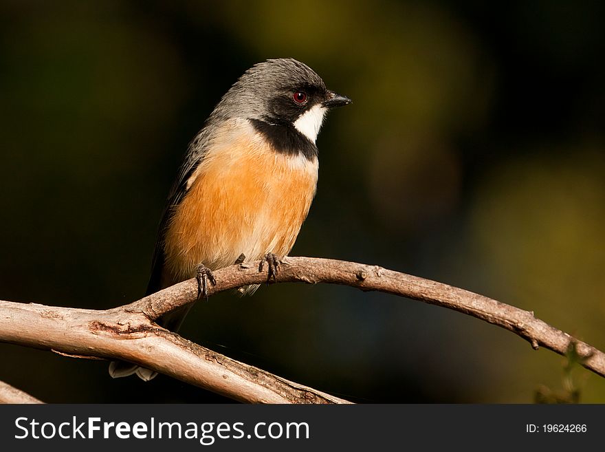 The Rufous Whistler's outstandingly beautiful song is amongst the most joyously exuberant of all Australian birds.