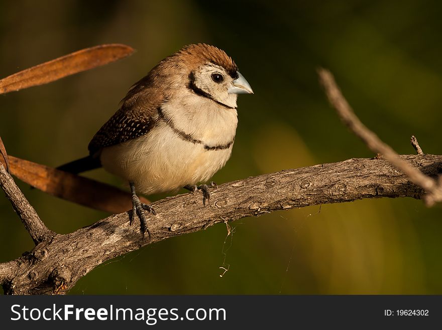 The owl faced double-barred finch lives in sizeable partie, and frequents woodland with grassy understorey, low scrub, and is often seen on the margins of canefields, near homesteads, and in parks and gardens where it is relatively tame.