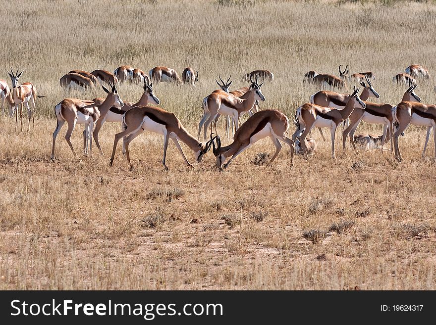 Springbok gazelle fighting in the kalahari desert in the Kgalagadi Transfrontier Park in South Africa. Springbok gazelle fighting in the kalahari desert in the Kgalagadi Transfrontier Park in South Africa