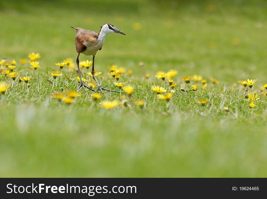 A Jacana searches a daisy patch for insects to eat.