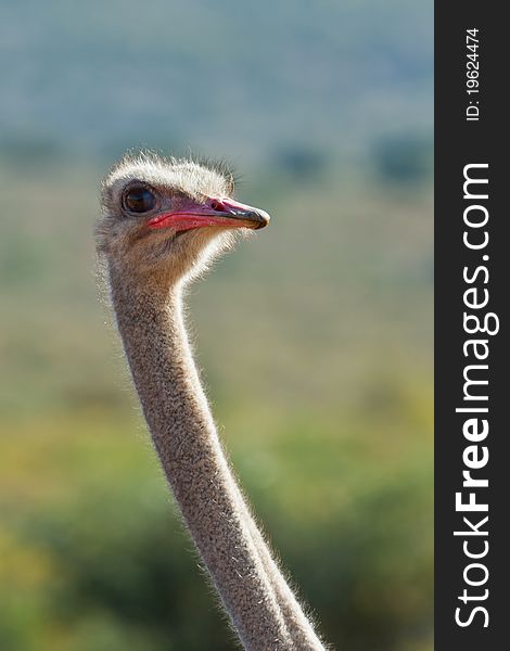 An Ostrich found along a lonely stretch of road in the karoo, Eastern Cape, South AFrica.