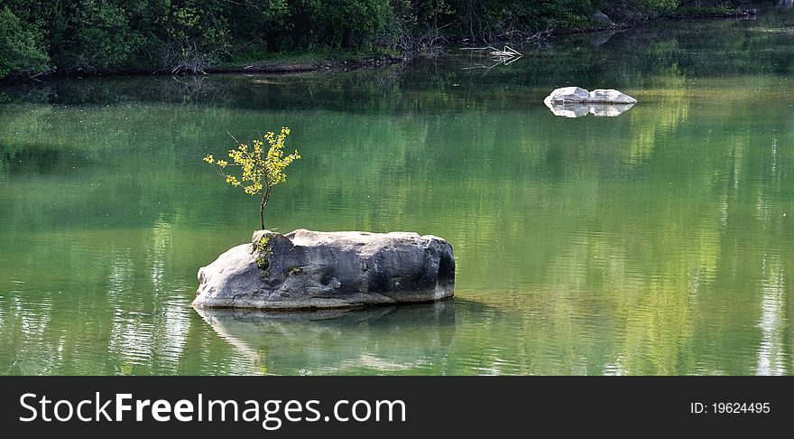 A little shrub on rocks in the water shimmering green