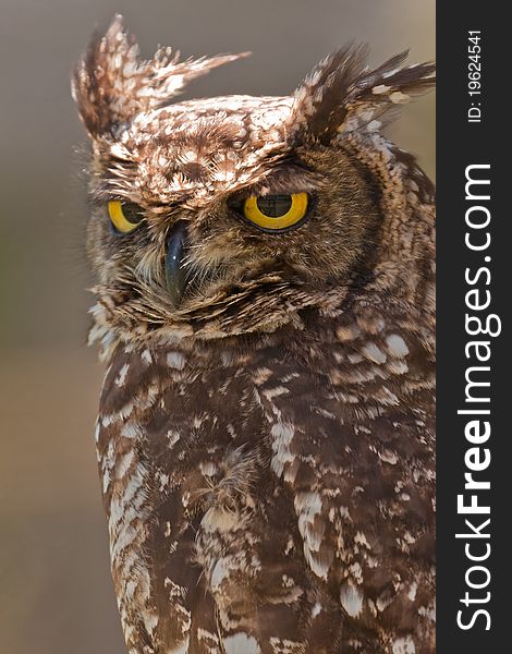 A spotted-eagle owl is characterized by its massive yellow eyes with large pupils.