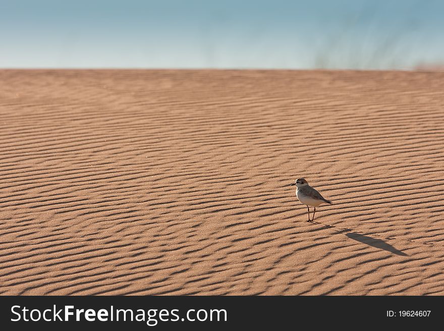 A lonely White-fronted Plover explores the sand dunes of Easter Cape, South Africa leaving nothing but small foot prints in the sand. A lonely White-fronted Plover explores the sand dunes of Easter Cape, South Africa leaving nothing but small foot prints in the sand.