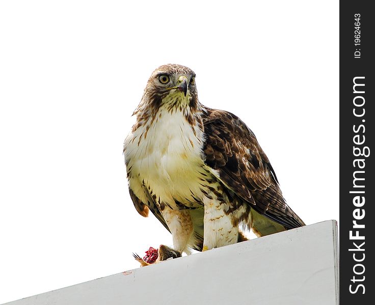 Red tail Hawk sitting on a sign eating a squirl with copy space