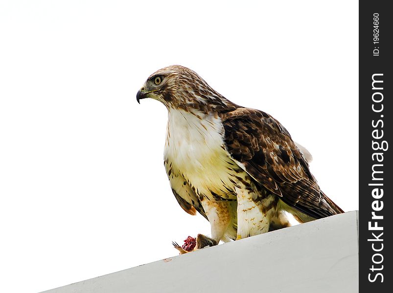 Red Tail Hawk Sitting On A Sign