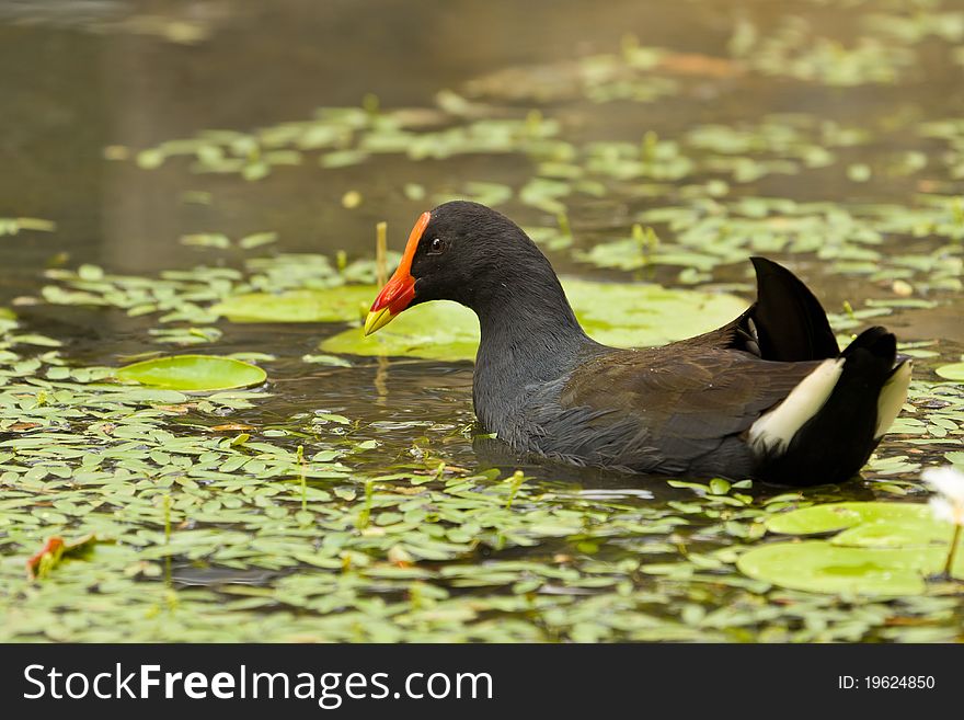 A Dusky moorhen poses elegantly for a photo on a pond. A Dusky moorhen poses elegantly for a photo on a pond.