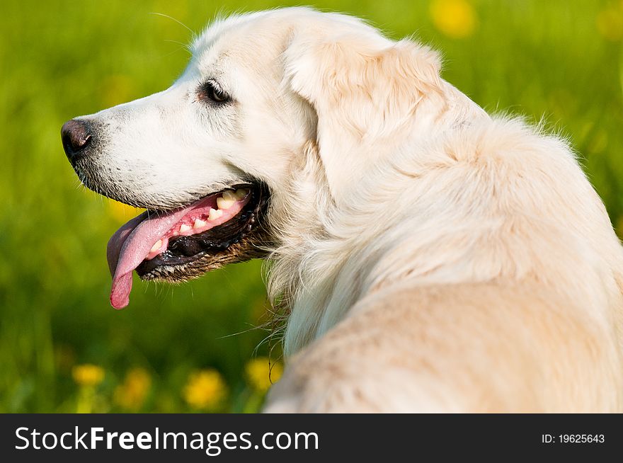 Golden Retriever sitting in the grass in summer. Golden Retriever sitting in the grass in summer