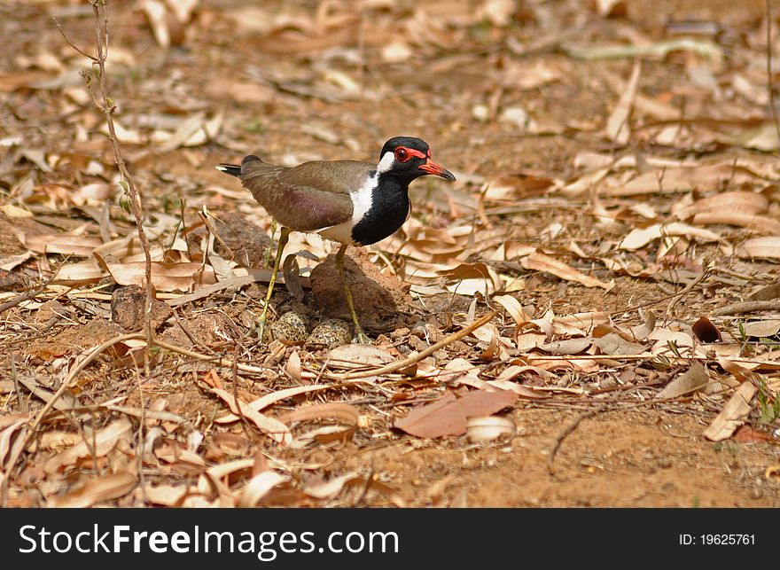 Red Wattled Lapwing With Eggs