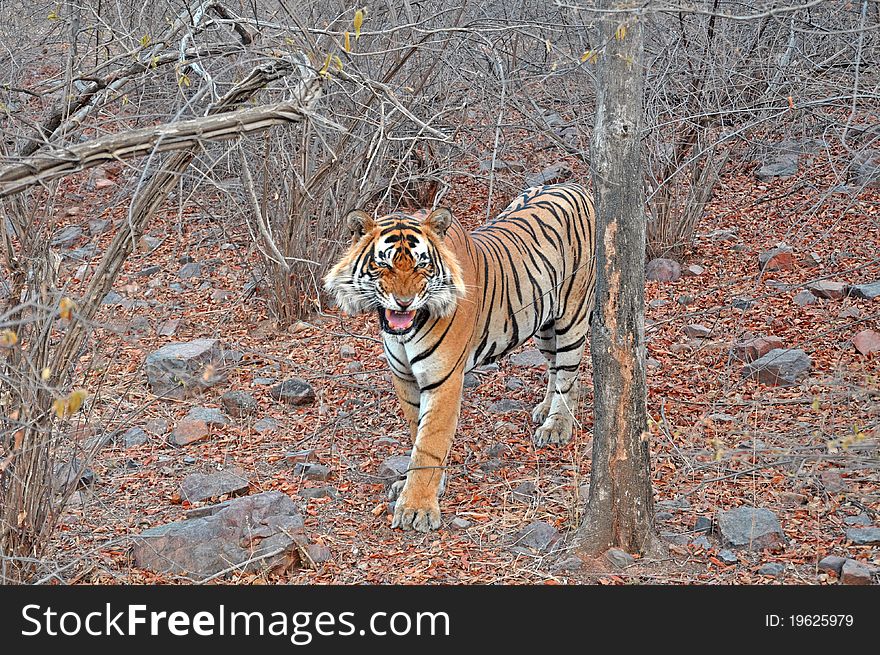 Roaring Royal Bengal Tiger at Ranthambhore National Park, India. Roaring Royal Bengal Tiger at Ranthambhore National Park, India