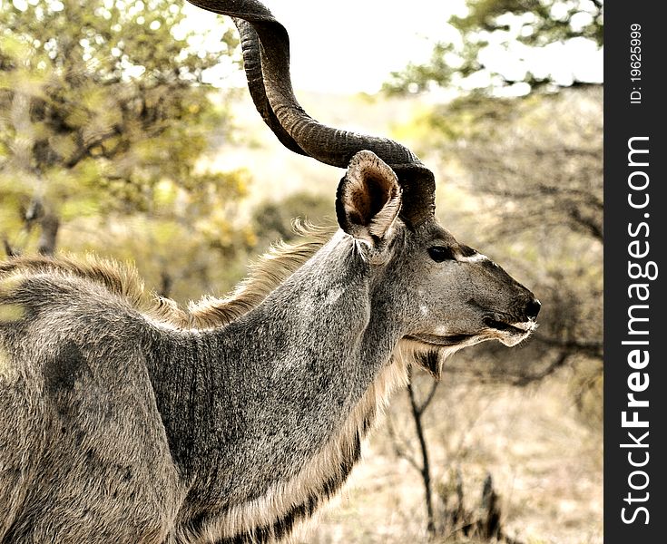 A Male Kudu in its natural habitat. Southern Botswana.