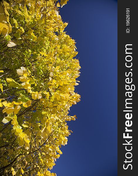 Bright yellow poplar leaves against brilliant blue sky - contains whitespace for text. Bright yellow poplar leaves against brilliant blue sky - contains whitespace for text