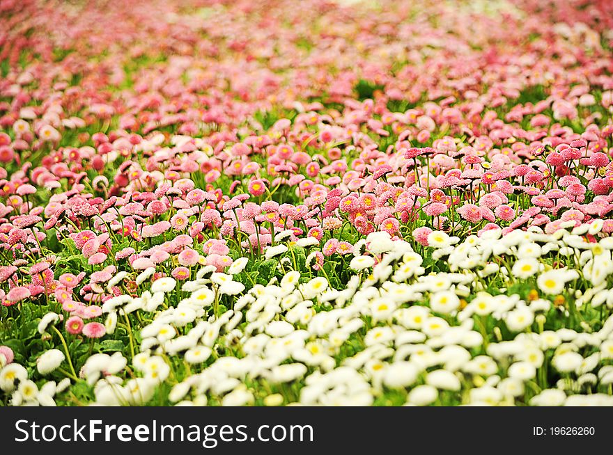 Large field of wild pink and white daisies