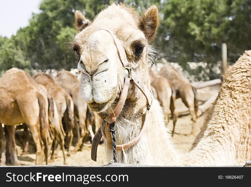 A 'portrait' of camel separated from the eating stock in the corral due to his curiosity for the newcomers.