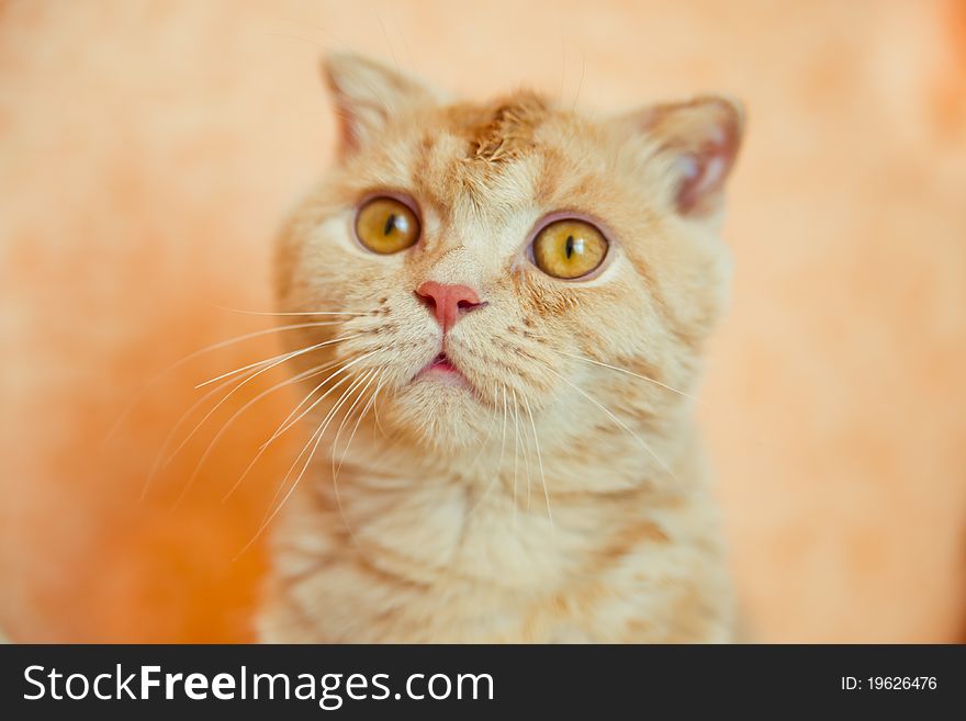 Scottish Fold Cat With Wet Head