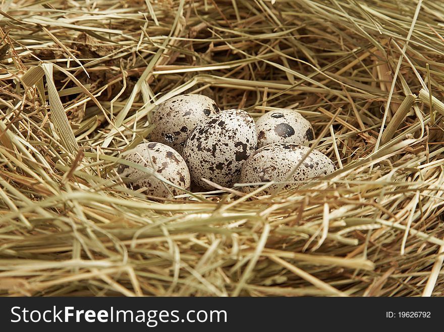 Five Quail Eggs In Nest