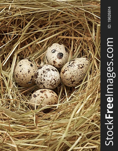 Five quail eggs in nest