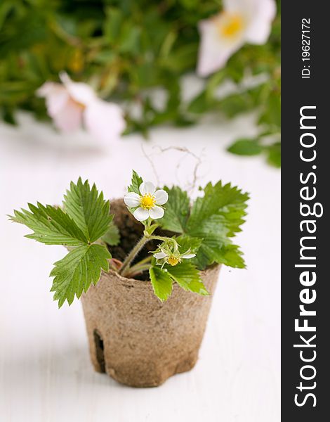 Composition with blossom sprout of strawberry in garden pot on white table