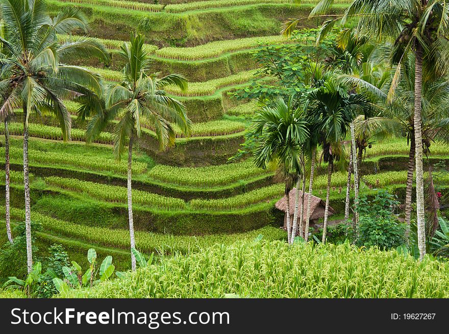 Hut In Terrace Rice Field