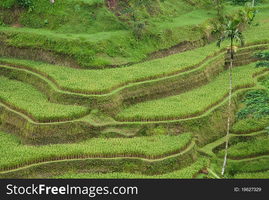 Terrace rice field in bali, indonesia